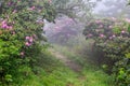 Roan Mountain Trail Fog Rhododendron North Carolina Tennessee