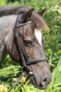 Roan pony portrait. Royalty Free Stock Photo