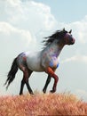 Roan War Horse Royalty Free Stock Photo