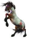 Roan War Horse Royalty Free Stock Photo