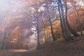 Road in the autumn forest, misty morning