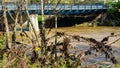 Roanoke River at Flood Stage