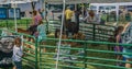 Festival in the Park Children Petting Zoo Royalty Free Stock Photo