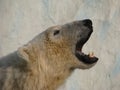 Roar of polar bear Royalty Free Stock Photo