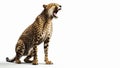 Roaring and angry Cheetah on isolated white background Royalty Free Stock Photo