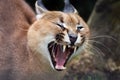 Roaring Caracal