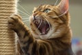 Roaring cat pet photographed up close, showcasing intense scratching