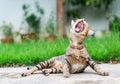 A roaring cat threatens the enemy. Royalty Free Stock Photo