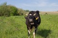 Roaring cow,On the pasture black and white cow roared opening his mouth