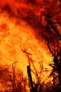 Roaring flames of out control wildfire at night time Royalty Free Stock Photo