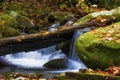 Roaring Fork Motor Trail in the Smoky Mountains