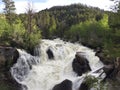 Roaring granite rock waterfall during spring runoff flood season in Rocky Mountains with one trees and aspen on the river bank