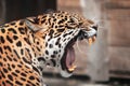 Roaring Jaguar. Wildlife