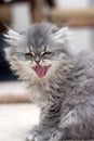 Roaring Kitten Royalty Free Stock Photo