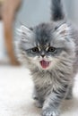 Roaring Kitten Royalty Free Stock Photo