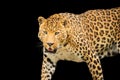 roaring leopard, isolated on a black background Royalty Free Stock Photo