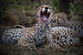 Roaring leopard in Tanzania