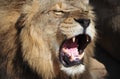 Roaring lion