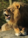 Roaring Lion Royalty Free Stock Photo