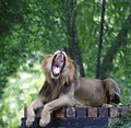 Roaring lion. Royalty Free Stock Photo