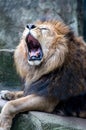 Portrait of a roaring lion Royalty Free Stock Photo