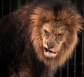 Roaring lion Royalty Free Stock Photo