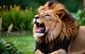 A roaring lion in the garden Royalty Free Stock Photo