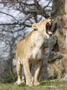 Roaring Lioness Royalty Free Stock Photo