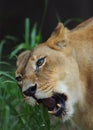 Roaring lioness Royalty Free Stock Photo