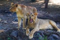 Roaring Lioness in forest