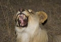 Roaring lioness Royalty Free Stock Photo