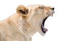 Roaring lioness Royalty Free Stock Photo