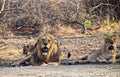 Roaring Male and Female Adult Asiatic Lions - Lion Couple - Panthera Leo Leo - Sitting in Forest, Gir, India, Asia Royalty Free Stock Photo