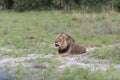 A roaring male Lion