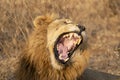 Roaring male lion in kruger park south africa