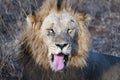 Roaring male lion in kruger park south africa