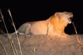Roaring male lion during night safari-Zambia