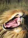 Roaring Male Lion, portrait