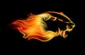 Roaring big cat among fire flames vector