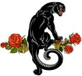 Roaring panther climbing up and blooming roses. Tattoo