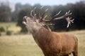 Roaring red deer