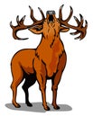 Roaring red deer Royalty Free Stock Photo