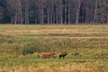 Roaring red deer with does at clearing in the forest in Eastern Germany