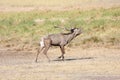 Roaring red deer in rutting season Royalty Free Stock Photo