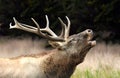 Roaring red deer in a time of estrus Royalty Free Stock Photo