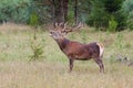 Roaring red deer Royalty Free Stock Photo