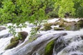 Roaring River in green forest