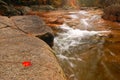 A roaring, rocky brook in autumn