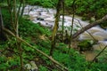 Roaring Run Creek in the Jefferson National Forest Royalty Free Stock Photo