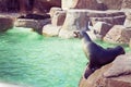 Roaring Seal in Sea World San Diego CA